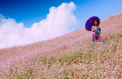 Lễ Hội Hoa Tam Giác Mạch Hà Giang Năm 2017 Bắt Đầu Từ 4/10 Lễ Hội Hoa Tam Giác Mạch Hà Giang Năm 2017 Bắt Đầu Từ 4/10