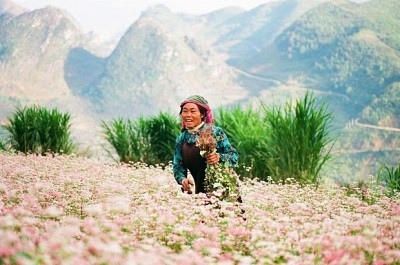 Lễ Hội Hoa Tam Giác Mạch Lần 2 Năm 2016 Tại Mèo Vạc Hà Giang Lễ Hội Hoa Tam Giác Mạch Lần 2 Năm 2016 Tại Mèo Vạc Hà Giang