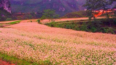 Lễ hội hoa tam giác mạch hà giang 2016 Lễ hội hoa tam giác mạch hà giang 2016
