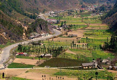 Lên Hà Giang Ngắm Cây Sa Mộc Giữa Cao Nguyên Đá Đồng Văn Lên Hà Giang Ngắm Cây Sa Mộc Giữa Cao Nguyên Đá Đồng Văn