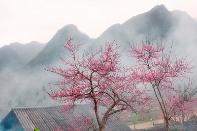 Lên Hà Giang Ngày Tết Đến Xuân Về - Ăn Cái Tết Nơi Địa Đầu Tổ Quốc Lên Hà Giang Ngày Tết Đến Xuân Về - Ăn Cái Tết Nơi Địa Đầu Tổ Quốc