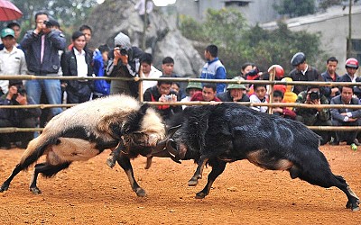 Lên Hà Giang Xem Chọi Dê Những Ngày Đầu Xuân Lên Hà Giang Xem Chọi Dê Những Ngày Đầu Xuân