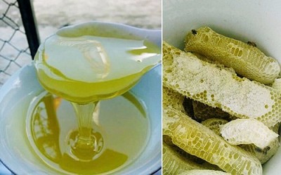 Mật Ong Bạc Hà- Đặc Sản Hà Giang Mật Ong Bạc Hà- Đặc Sản Hà Giang