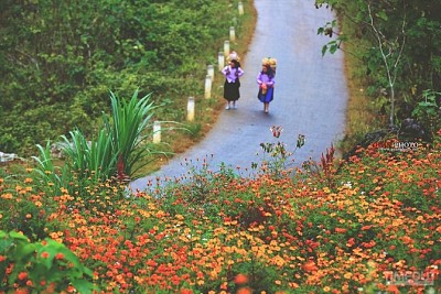 Mùa Hoa Cúc Dại Hà Giang - Nét Riêng Mùa Thu Vùng Cao Nguyên Đá Mùa Hoa Cúc Dại Hà Giang - Nét Riêng Mùa Thu Vùng Cao Nguyên Đá