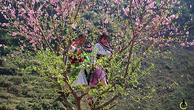 Mùa Xuân Đã Về Trên Cao Nguyên Hà Giang Mùa Xuân Đã Về Trên Cao Nguyên Hà Giang