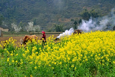 Nên Đi Du Lịch Hà Giang Mùa Nào, Thời Điểm Nào Đẹp Nhất ? Nên Đi Du Lịch Hà Giang Mùa Nào, Thời Điểm Nào Đẹp Nhất ?