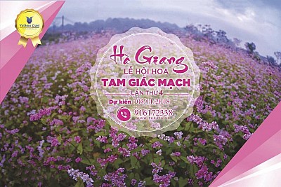 Những Điều Cần Biết Về Hoa Tam Giác Mạch Hà Giang Những Điều Cần Biết Về Hoa Tam Giác Mạch Hà Giang
