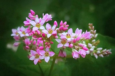 Những Điều Cần Biết Về Hoa Tam Giác Mạch Hà Giang Những Điều Cần Biết Về Hoa Tam Giác Mạch Hà Giang