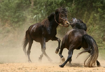 Những Lễ Hội Đua Ngựa Độc Đáo Ở Việt Nam Những Lễ Hội Đua Ngựa Độc Đáo Ở Việt Nam