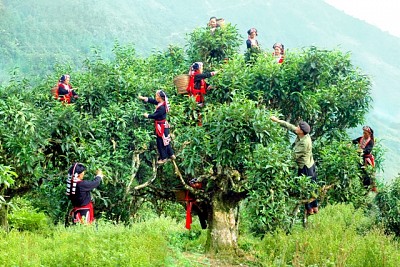 Quần Thể Chè San Tuyết Ở Hà Giang Được Công Nhận Cây Di Sản Quần Thể Chè San Tuyết Ở Hà Giang Được Công Nhận Cây Di Sản