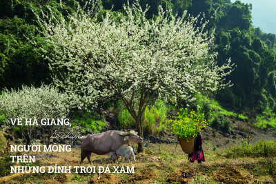 Về Hà Giang, kể chuyện người mông trên những đỉnh trời đá xám Về Hà Giang, kể chuyện người mông trên những đỉnh trời đá xám