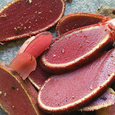 Tới Hà Giang Mua Nấm Ngọc Cẩu Làm Quà Tới Hà Giang Mua Nấm Ngọc Cẩu Làm Quà