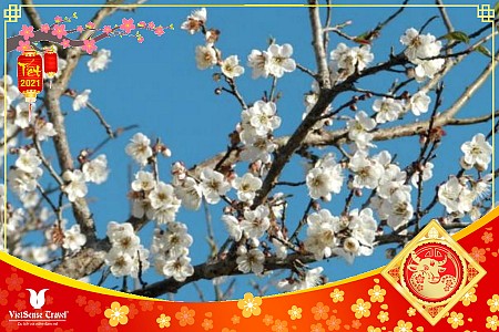 Chương trình Khám Phá Vòng Cung Đông Bắc Kì Vĩ! Tết Âm Lịch 2025