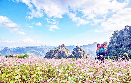 Dù Bay Trên Mùa Hoa Tam Giác Mạch | Quản Bạ - Yên Minh - Đồng Văn – Lũng Cú