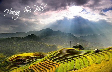 DU NGOẠN HOÀNG SU PHÌ MÙA LÚA CHÍN