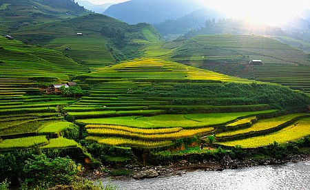 DU NGOẠN HOÀNG SU PHÌ MÙA LÚA CHÍN