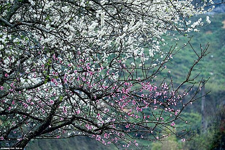 Hành Trình Khám Phá Hà Giang - Đồng Văn - Lũng Cú Tết Dương Lịch 2025