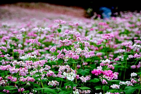 Khám phá Đồng Văn - Lũng Cú - Hẻm Tư Sản - Du Thuyền Sông Nho Quế