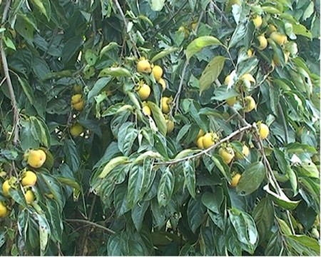 Những món quà dẫn dã ở Hà Giang Những món quà dẫn dã ở Hà Giang
