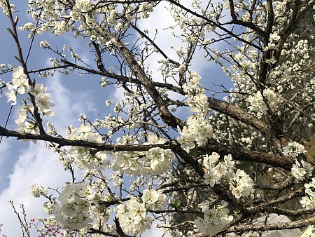 Quản Bạ - Yên Minh - Đồng Văn - Lũng Cú - Dinh Vua Mèo | 3 Ngày 2 Đêm Thứ 6 Hàng Tuần