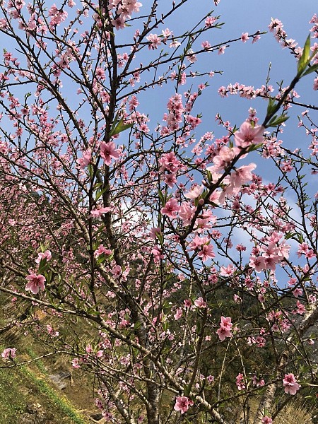 Quản Bạ - Yên Minh - Đồng Văn - Lũng Cú - Dinh Vua Mèo | 3 Ngày 2 Đêm Thứ 6 Hàng Tuần