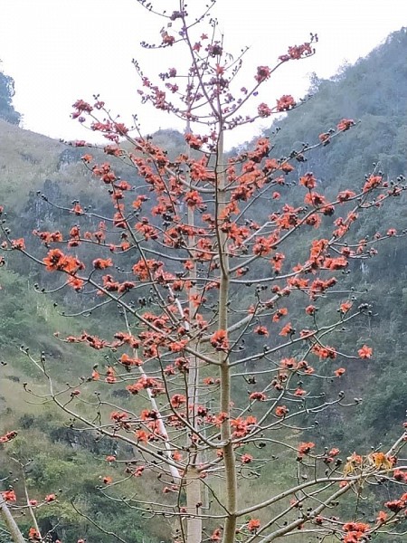 Quản Bạ - Yên Minh - Đồng Văn - Lũng Cú - Dinh Vua Mèo | 3 Ngày 2 Đêm Thứ 6 Hàng Tuần