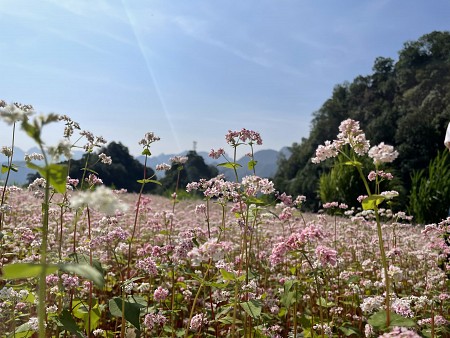 Quản Bạ - Yên Minh - Đồng Văn - Lũng Cú - Dinh Vua Mèo | 3 Ngày 2 Đêm Thứ 6 Hàng Tuần