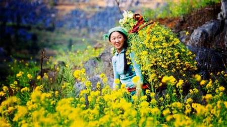 Quản Bạ - Yên Minh - Đồng Văn - Lũng Cú - Mã Pí Lèng | Mùa Hoa Đào Hoa Cải Tháng 3