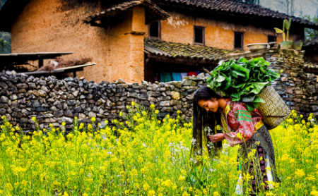 Quản Bạ - Yên Minh - Đồng Văn - Lũng Cú - Mã Pí Lèng | Mùa Hoa Đào Hoa Cải Tháng 3