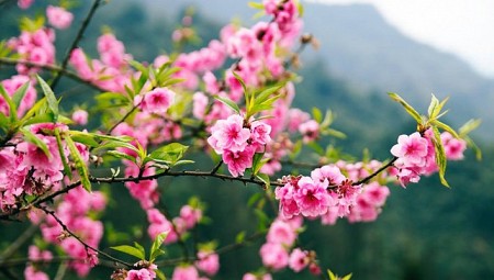 Quản Bạ - Yên Minh - Đồng Văn - Lũng Cú - Mã Pí Lèng | Mùa Hoa Đào Hoa Cải Tháng 3