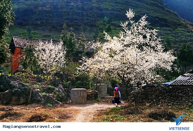 Mèo Vạc - Bức Tranh Đa Sắc Màu - Ảnh 1 Mèo Vạc - Bức Tranh Đa Sắc Màu - Ảnh 1