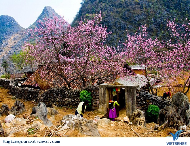 Mèo Vạc - Bức Tranh Đa Sắc Màu - Ảnh 6 Mèo Vạc - Bức Tranh Đa Sắc Màu - Ảnh 6