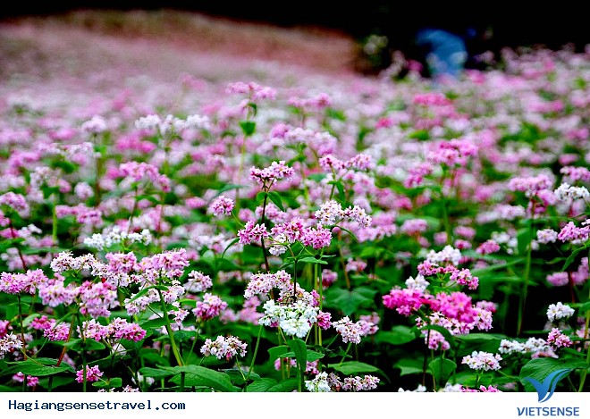 Những Điểm Ngắm Hoa Tam Giác Mạch Đẹp Nhất Hà Giang - Ảnh 7 Những Điểm Ngắm Hoa Tam Giác Mạch Đẹp Nhất Hà Giang - Ảnh 7