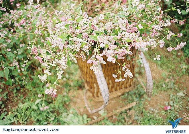 Những Điểm Ngắm Hoa Tam Giác Mạch Đẹp Nhất Hà Giang - Ảnh 8 Những Điểm Ngắm Hoa Tam Giác Mạch Đẹp Nhất Hà Giang - Ảnh 8