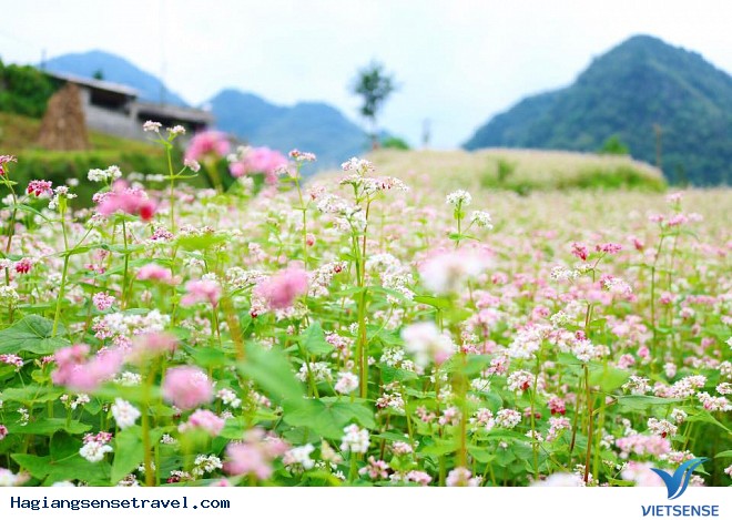 Những Điểm Ngắm Hoa Tam Giác Mạch Đẹp Nhất Hà Giang - Ảnh 4 Những Điểm Ngắm Hoa Tam Giác Mạch Đẹp Nhất Hà Giang - Ảnh 4