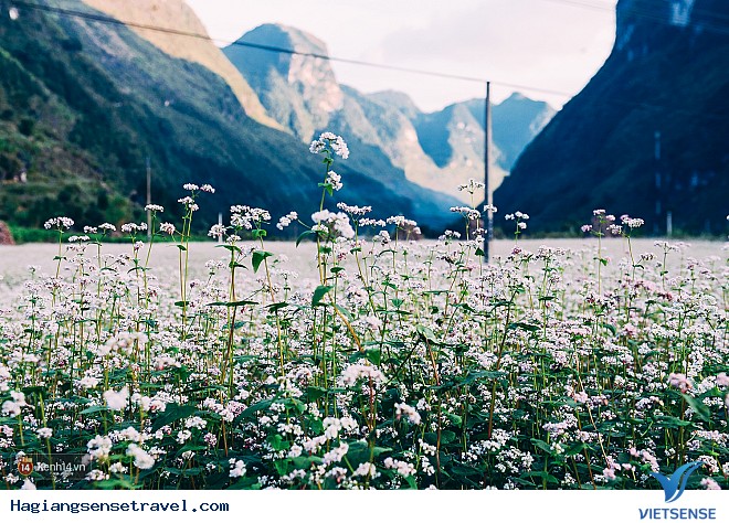 Những Điểm Ngắm Hoa Tam Giác Mạch Đẹp Nhất Hà Giang - Ảnh 1 Những Điểm Ngắm Hoa Tam Giác Mạch Đẹp Nhất Hà Giang - Ảnh 1