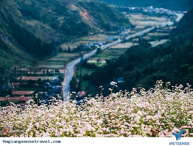 Những Điểm Ngắm Hoa Tam Giác Mạch Đẹp Nhất Hà Giang - Ảnh 2 Những Điểm Ngắm Hoa Tam Giác Mạch Đẹp Nhất Hà Giang - Ảnh 2
