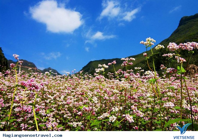Những Điểm Ngắm Hoa Tam Giác Mạch Đẹp Nhất Hà Giang - Ảnh 3 Những Điểm Ngắm Hoa Tam Giác Mạch Đẹp Nhất Hà Giang - Ảnh 3