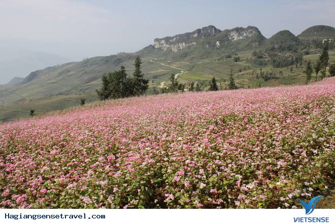 Những Điểm Ngắm Hoa Tam Giác Mạch Đẹp Nhất Hà Giang - Ảnh 9 Những Điểm Ngắm Hoa Tam Giác Mạch Đẹp Nhất Hà Giang - Ảnh 9