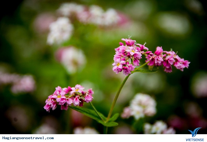 Sử dụng độ sâu trường ảnh