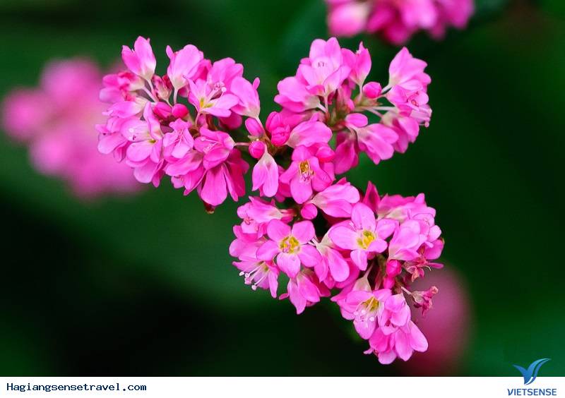 Kĩ thuật chụp cận cảnh