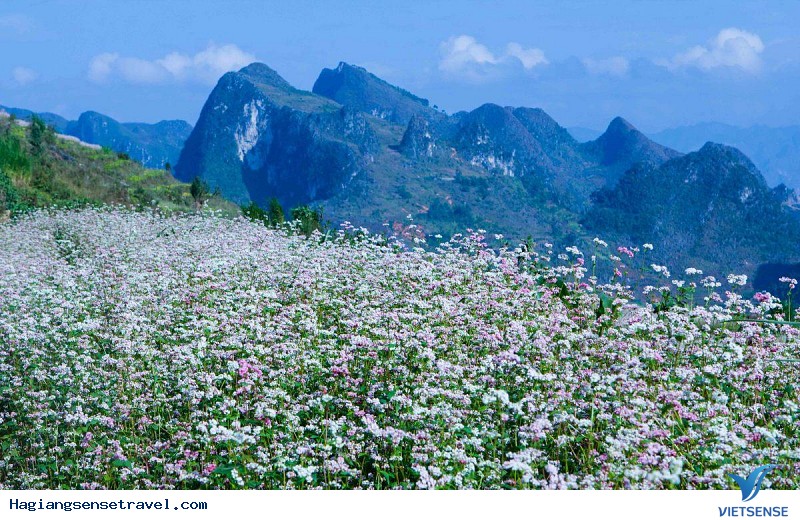 Tránh nền lộn xộn khi chụp hoa tam giác mạch