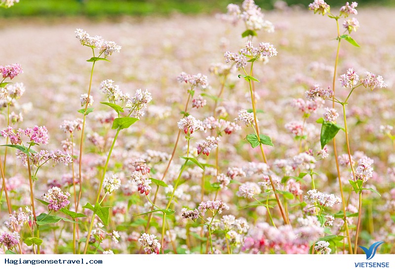 Ánh sáng nền sẽ giúp cho những bông hoa tam giác mạch của bạn tỏa sáng