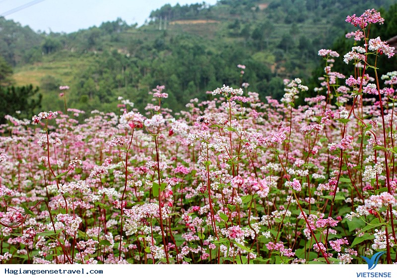 Chiêm Ngưỡng Hoa Tam Giác Mạch - Linh Hồn Nơi Cao Nguyên Đá Đồng Văn - Ảnh 1 Chiêm Ngưỡng Hoa Tam Giác Mạch - Linh Hồn Nơi Cao Nguyên Đá Đồng Văn - Ảnh 1