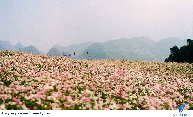 Chiêm Ngưỡng Hoa Tam Giác Mạch - Linh Hồn Nơi Cao Nguyên Đá Đồng Văn - Ảnh 4 Chiêm Ngưỡng Hoa Tam Giác Mạch - Linh Hồn Nơi Cao Nguyên Đá Đồng Văn - Ảnh 4