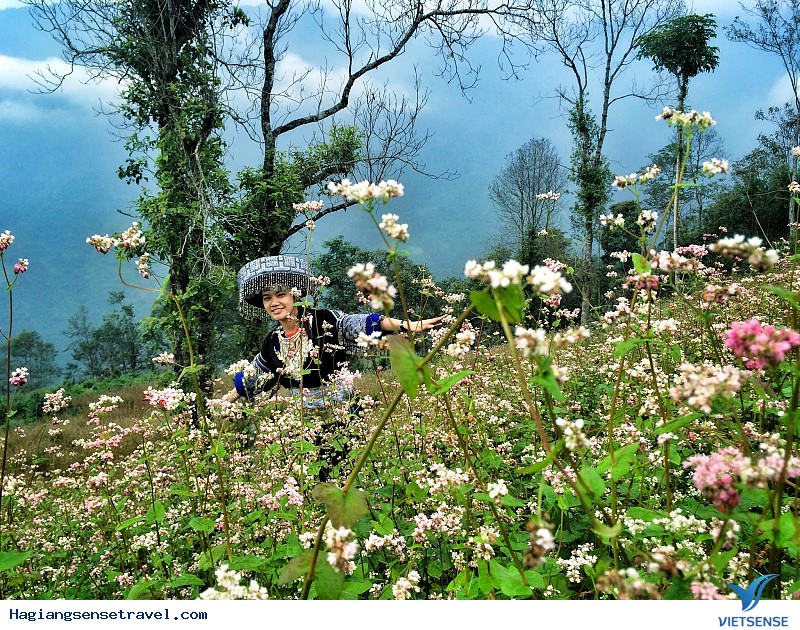 Chiêm Ngưỡng Hoa Tam Giác Mạch - Linh Hồn Nơi Cao Nguyên Đá Đồng Văn - Ảnh 3 Chiêm Ngưỡng Hoa Tam Giác Mạch - Linh Hồn Nơi Cao Nguyên Đá Đồng Văn - Ảnh 3