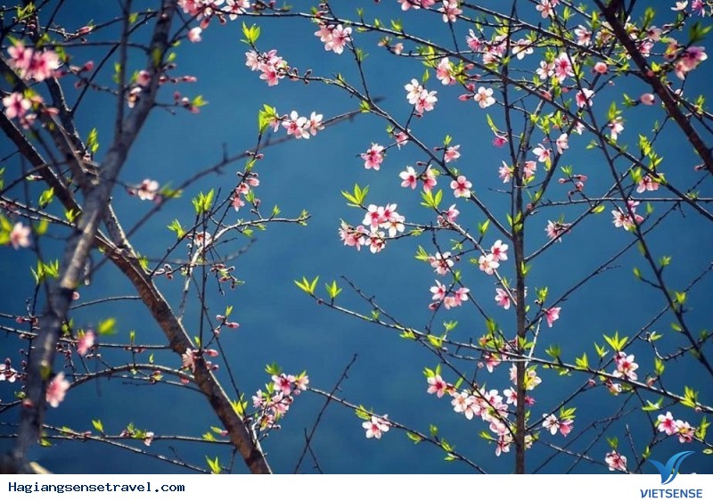 Mùa hoa đào tuyệt đẹp trên cao nguyên đá - Ảnh 3