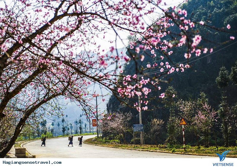 Mùa hoa đào tuyệt đẹp trên cao nguyên đá - Ảnh 2