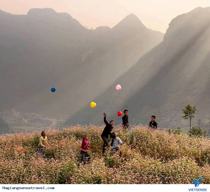 Hà Giang Khai Mạc Lễ Hội Hoa Tam Giác Mạch - Cao Nguyên Đá Rực Rỡ Những Mùa Hoa - Ảnh 3 Hà Giang Khai Mạc Lễ Hội Hoa Tam Giác Mạch - Cao Nguyên Đá Rực Rỡ Những Mùa Hoa - Ảnh 3