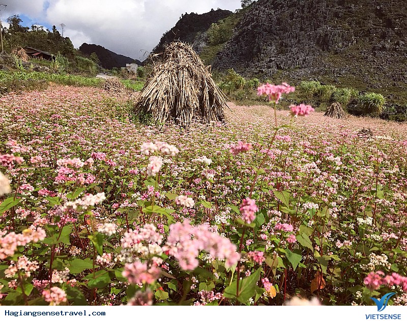 Hà Giang Sẵn Sàng Cho Lễ Hội Hoa Tam Giác Mạch 2025 - Ảnh 2